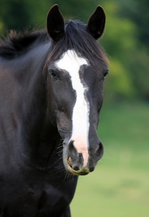 retrato principal do cavalo cavalo