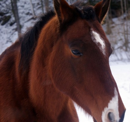 الحصان بالتفصيل في فصل الشتاء