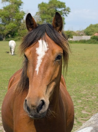 testa di cavallo pony cavallo