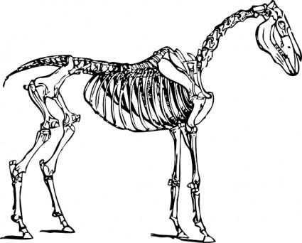 clipart squelette de cheval
