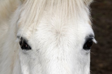 biały koń zwierzę