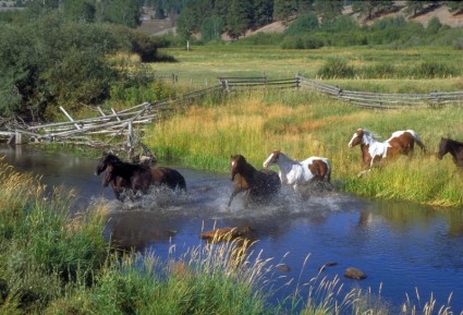 ngựa chạy ranch