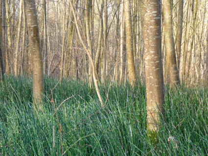 forêt plante de Prêle des marais