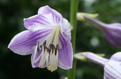 flor de Hosta púrpura