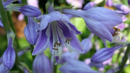 fleurs de Hosta violets