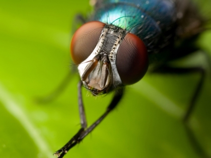 Haus fliegen Tapete Insekten Tiere