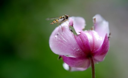 unosić się w powietrzu mucha kwiat lot mucha syrphid