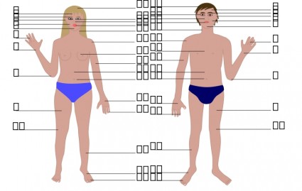 tubuh manusia pria dan wanita dengan angka