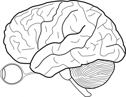ludzki mózg szkic z oczu i cerebrellum clipart
