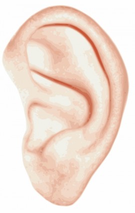 telinga manusia clip art