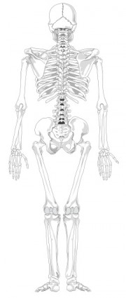 人間の骨格後ろはテキストのカラーのクリップアート