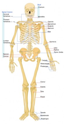 ClipArt en anteriore dello scheletro umano