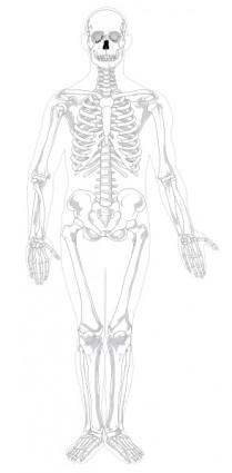 Human Skeleton Front No Text No Color Clip Art