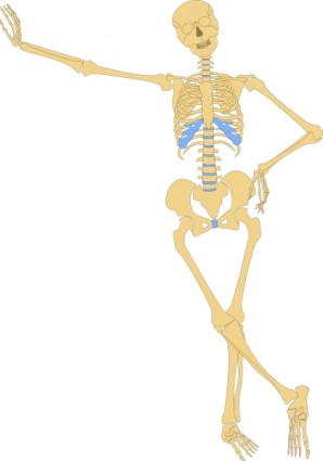 clipart contorno dello scheletro umano