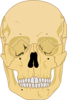 человеческий череп картинки