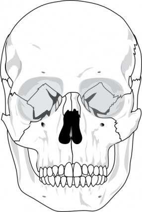 ClipArt di cranio umano