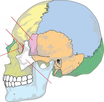 인간의 두개골 nolables 클립 아트