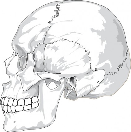 ClipArt vista laterale di cranio umano