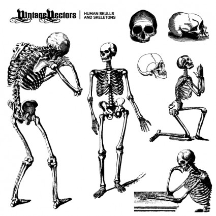 esqueletos y cráneos humanos