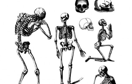 esqueletos e crânios humanos