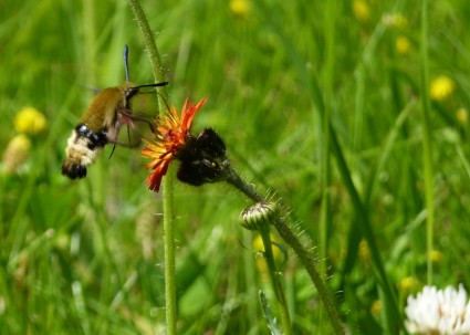 ハチドリ蛾の野生の花の植物