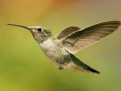Kolibri-Tapete-Vögel-Tiere