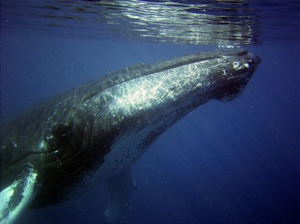 駝背鯨海