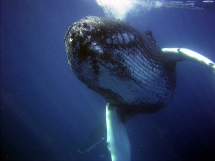 mar de ballena jorobada