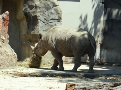 rhino com fome