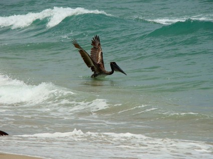 pelican de caza