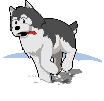 Husky berjalan di salju
