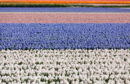 champs Hyacinth