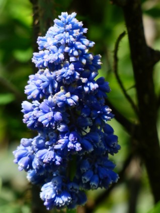 Jacinto muscari armeniacum flor