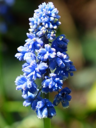 Jacinto muscari armeniacum flor