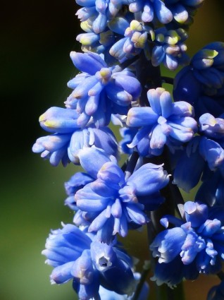 ดอกไม้ทำจากผักตบชวา muscari armeniacum