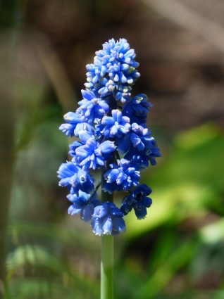 Гиацинт мускари armeniacum цветок