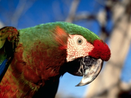papel de parede do híbrido Arara papagaios animais