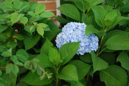 fiore blu ortensia blu ortensia