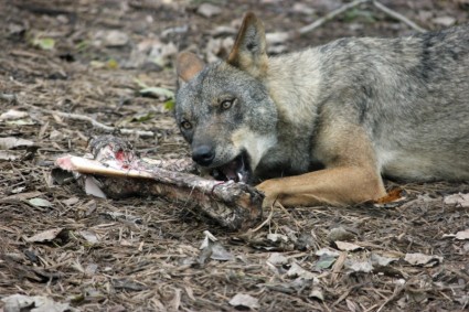 먹는 이베리아 늑대