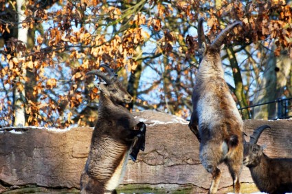Ibex hewan peliharaan alam