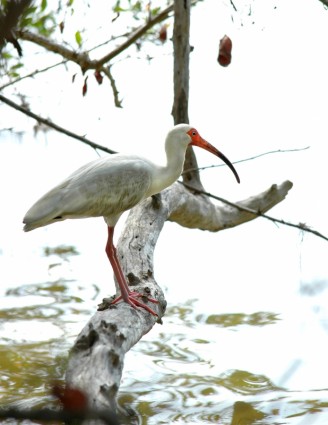 pájaro ibis cerca del agua