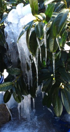 hielo lohrbeerbusch invierno