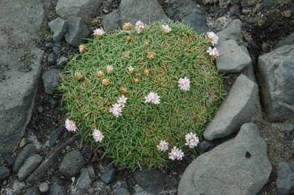冰島火山的花