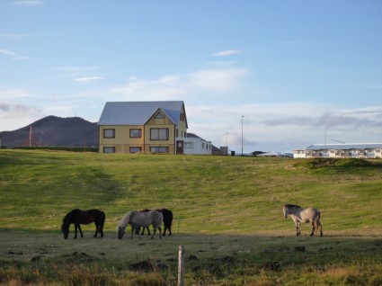 Island-Natur-Pferde