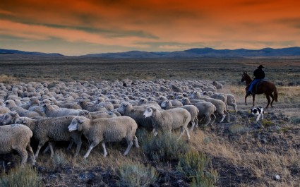 pecore al pascolo Idaho