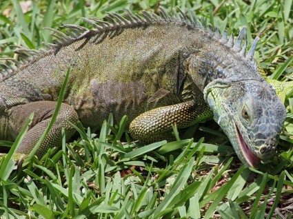 iguana الأكل