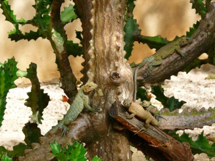 Leguane auf dem Baum