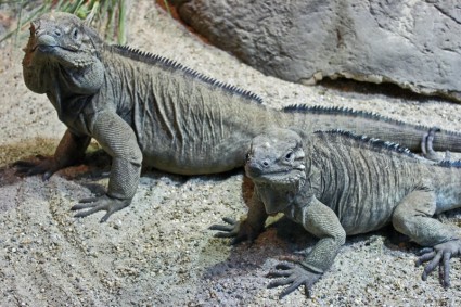 ธรรมชาติสัตว์เลื้อยคลาน iguanas