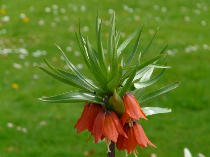 kaiserliche Krone Fritillaria Imperialis fritillaria