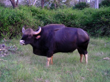 Indien-Büffel-Tier